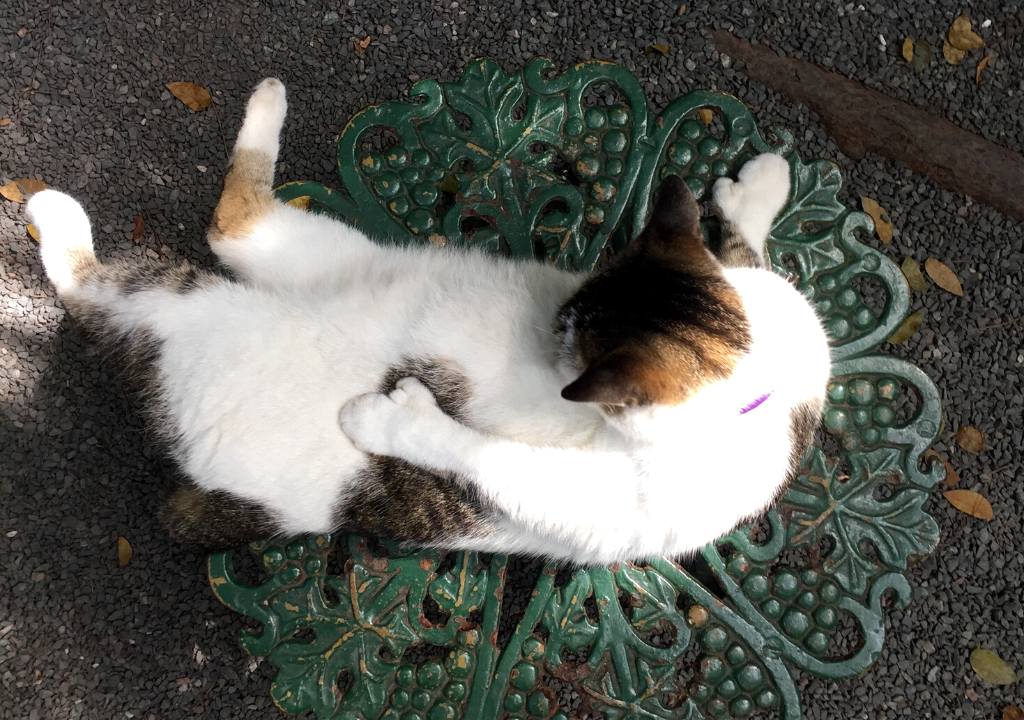 gatti polidattili