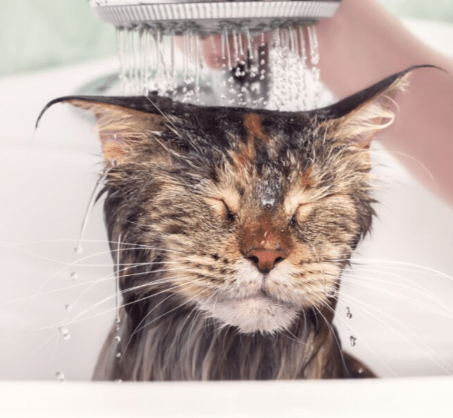 gatto e doccia