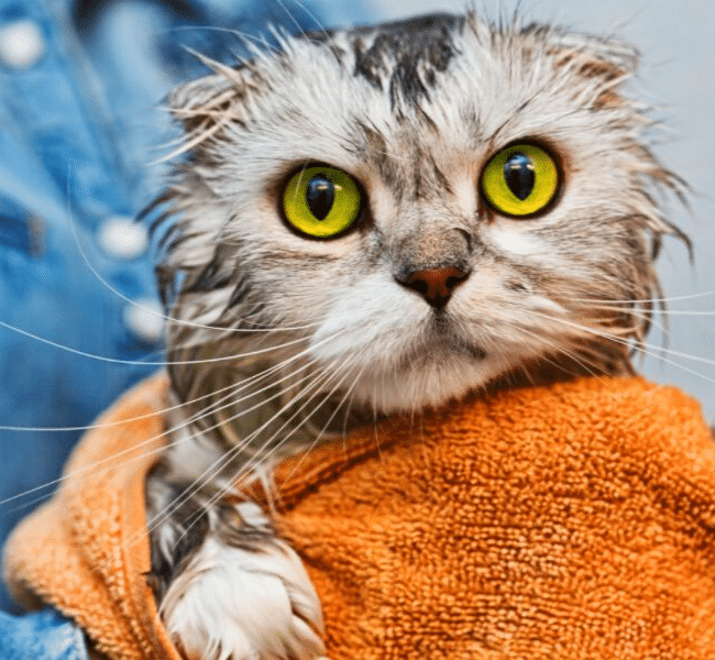 gatto arrabbiato