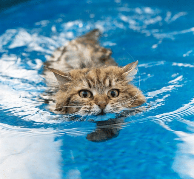 gatto che nuota