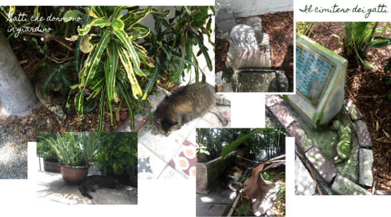 cimitero dei gatti