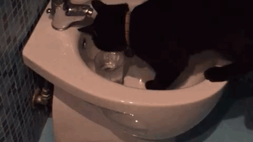 gatti e bidet