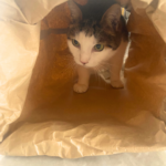 BagCat - immagine 2